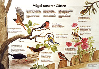 Vögel unserer Gärten